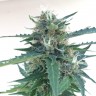 купить семена конопли элитных сортов Auto Northern Lights x AK feminised