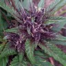 заказ семян конопли Blueberry feminised Ganja Live Seeds