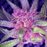 семена конопли наложенным платежом Blueberry feminised Ganja Live Seeds