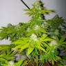 семена сортовой конопли Auto Amnesia feminised Victory Seeds