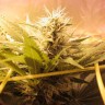 качественные семена конопли Bubble Gum feminised Ganja Live Seeds
