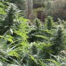 Качественные семена конопли Auto The Ultimate feminised GanjaLiveSeeds