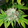 заказать на сайте семена конопли White Russian feminised Ganja Seeds