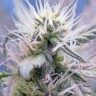 купить семена конопли Auto Himalaya Blue Diesel feminised