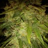 купить семена конопли в оригинальных упаковках Auto Himalaya Blue Diesel feminised