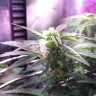 купить урожайные семена конопли Auto Himalaya Blue Diesel feminised