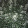 семена конопли курьером Auto X.Treme feminised Ganja Seeds