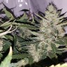 семена конопли марихуаны Auto X.Treme feminised Ganja Seeds