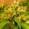 Семена конопли  Critical Jack feminised GanjaLiveSeeds