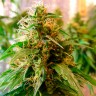 Семена каннабиса  Critical Jack feminised GanjaLiveSeeds