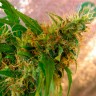Качественные семена конопли  Critical Jack feminised GanjaLiveSeeds
