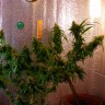 Семена конопли оптом  Critical Jack feminised GanjaLiveSeeds