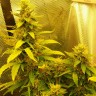 где заказать семена конопли Auto Great White regular Ganja Seeds