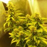 семена конопли наложенным платежом Auto Great White regular Ganja Seeds