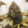 Недорогие семена конопли Семена конопли Cheese Berries feminised Ganja Live Seeds