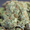 Семена конопли Cheese Berries feminised Ganja Live Seeds