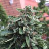 купить семена конопли Blueberry feminised