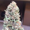 купить семена конопли в Украине Blueberry feminised