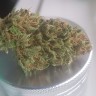 купить семена конопли недорого Blueberry feminised