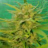 купить семена конопли f1 в оригинальной упаковке Blueberry feminised