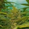 купить семена конопли интернет магазин Blueberry feminised