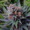 купить семена конопли сорта сатива Blueberry feminised