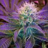 купить семена конопли с доставкой Blueberry feminised