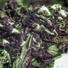 семена конопли скороспелый купить Blueberry feminised
