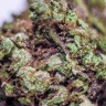 купить семена конопли аутдор Blueberry feminised