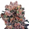купить семена конопли элитных сортов Blueberry feminised