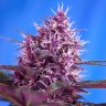 купить семена конопли киев Blueberry feminised