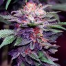 купить семена конопли курьером Blueberry feminised