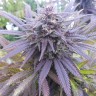 где заказать семена конопли Blueberry feminised