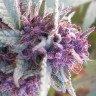 заказать на сайте семена конопли Blueberry feminised