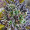заказать семена конопли наложенным платежом Blueberry feminised