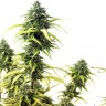 купить семена конопли марихуаны Brazil Sativa feminised
