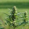 купить семена конопли Киев Brazil Sativa feminised