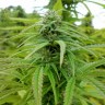заказать семена конопли наложенным платежом Brazil Sativa feminised