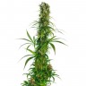 заказать семена конопли Украина Brazil Sativa feminised