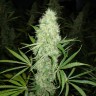 купить семена конопли гидропоники Brazil Sativa feminised