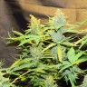 семена конопли гидропоники Northern Lights x AK feminised GanjaLiveSeeds