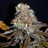 Сорт конопли Critical Mass feminised Ganja Live Seeds