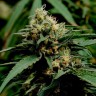 Семена конопли Critical Mass feminised Ganja Live Seeds