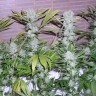 купить семена конопли f1 в оригинальной упаковке Northern Lights x Chronic feminised