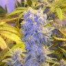 купить семена конопли интернет магазин Northern Lights x Chronic feminised