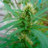 Семена марихуаны недорого Durban Poison