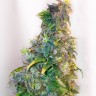 семена конопли Украина Mazar feminised Ganja Seeds