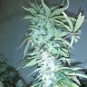семена конопли интернет магазин Russian Snow feminised Ganja Seeds