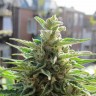 купить семена конопли в фирменной упаковке Northern Lights x Skunk feminised