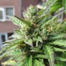 купить семена конопли автоцвет Northern Lights x Skunk feminised
